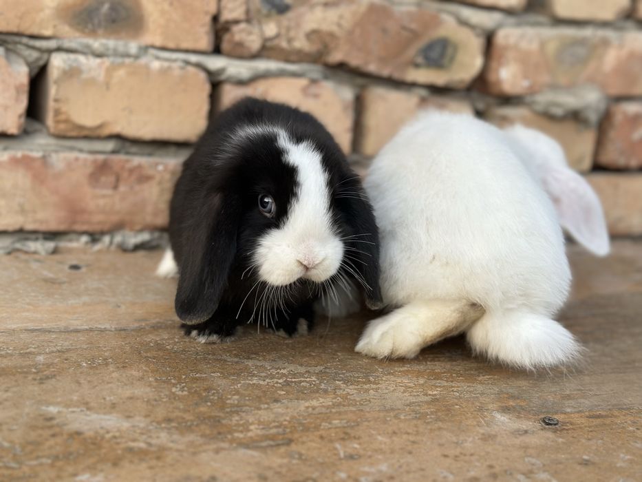 Almaz glazlar sotiladi,tozza qon