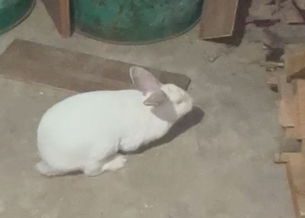 Кролик Срочно ???Продается