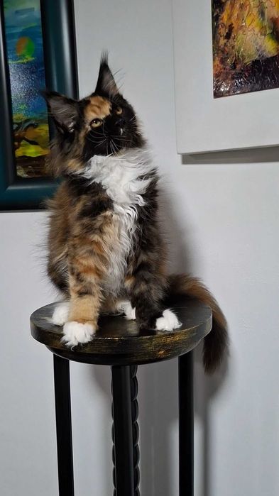Felisa Autorizata WCF-rasa Maine Coon-Pedigree-Timisoara