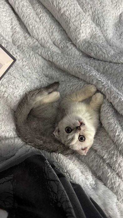 Продаётся котёнок серебристая шиншилла скоттиш фолд