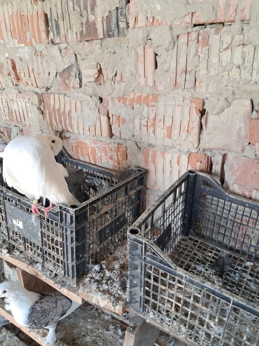 Porumbei Rotati coada neagră și coada rosie