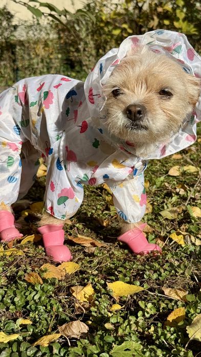 Set ploaie pentru căței de talie mică – pelerină + cizmulițe adorabile