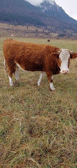 Juninci gestante de vânzare