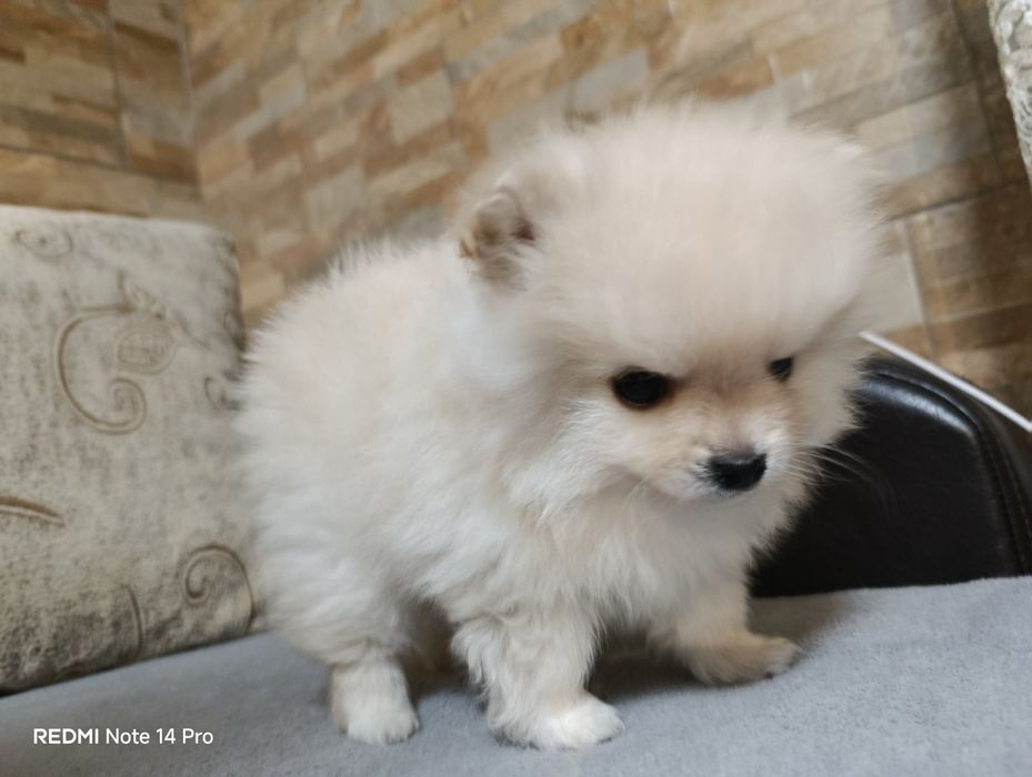 Продавам пумерани