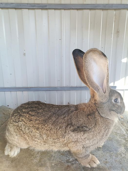 Vând iepuri uriaș german