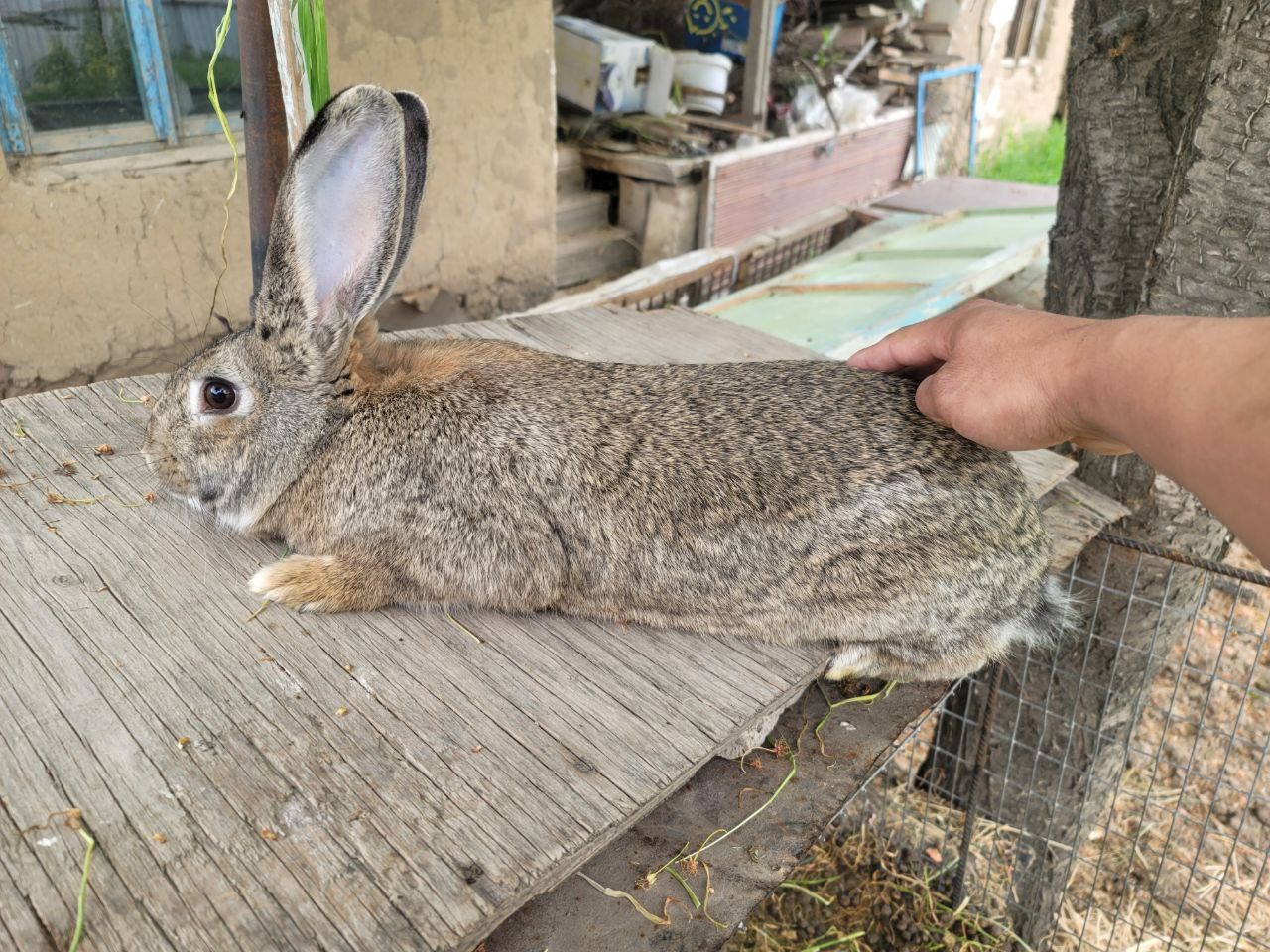 Belikan bolalari