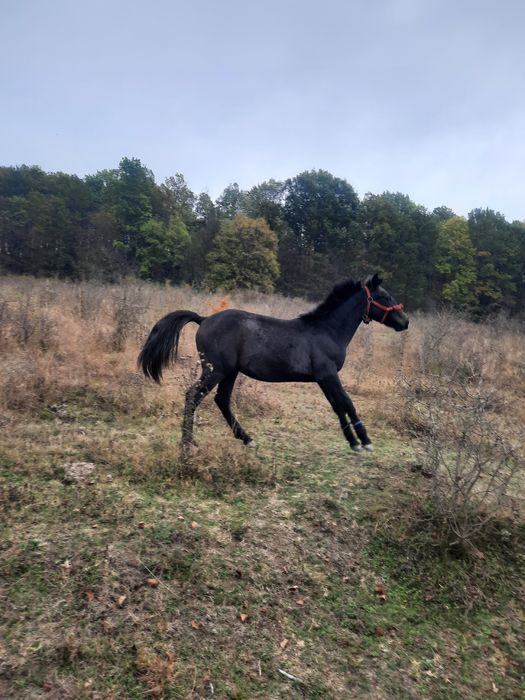 Vând cârlan de 1 an și 3 luni