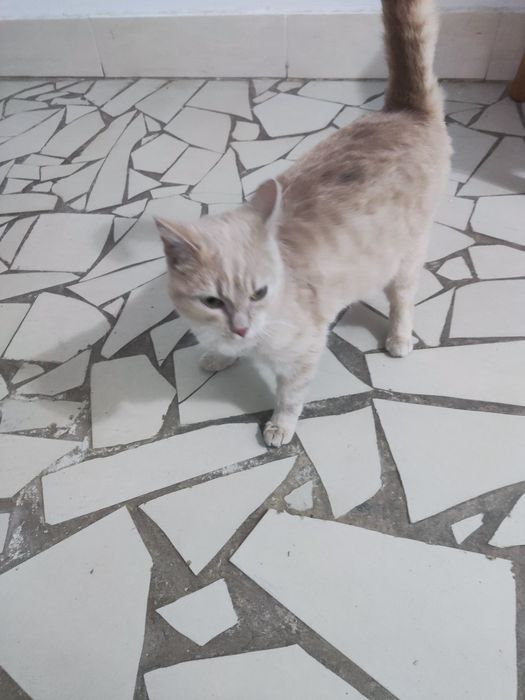 Отдам даром кошку стерилизованная