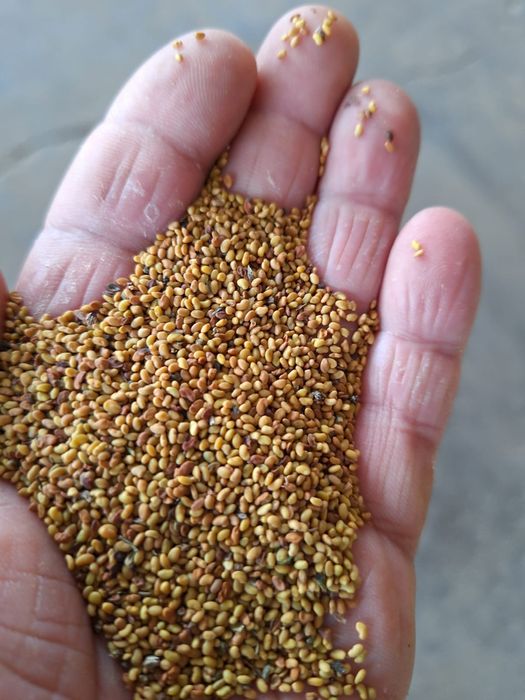 Люцерново семе Приста 3