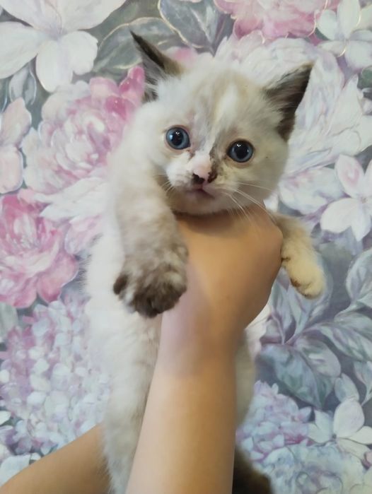 Отдам даром котят в добрые руки две девочки