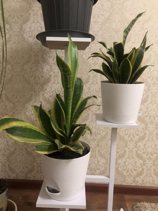 Драцена трёхполосная , сансевиерия