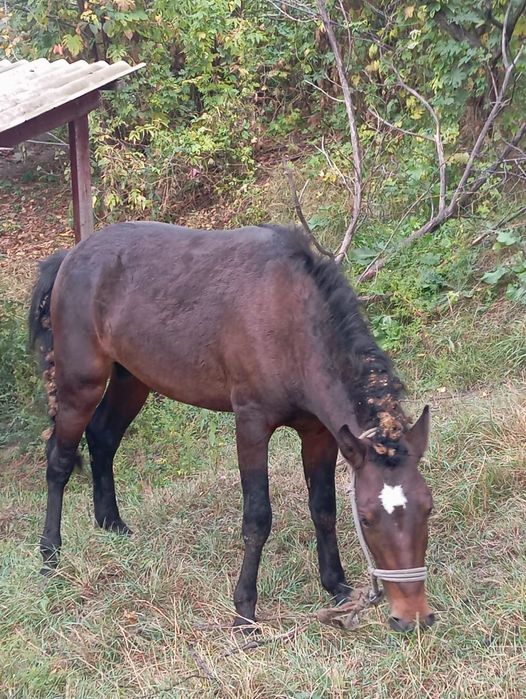 Жылқы  срочно сатылады 550000