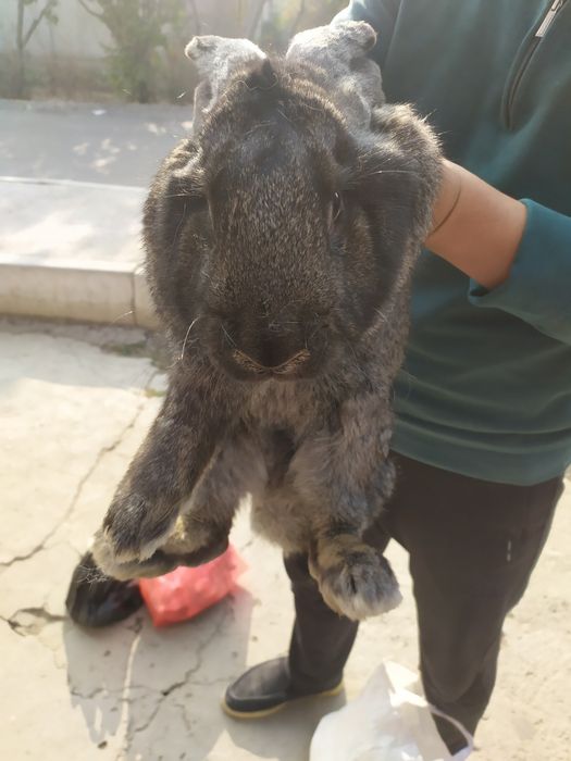 Куйон сотилади, флангир зотли, 7 кило