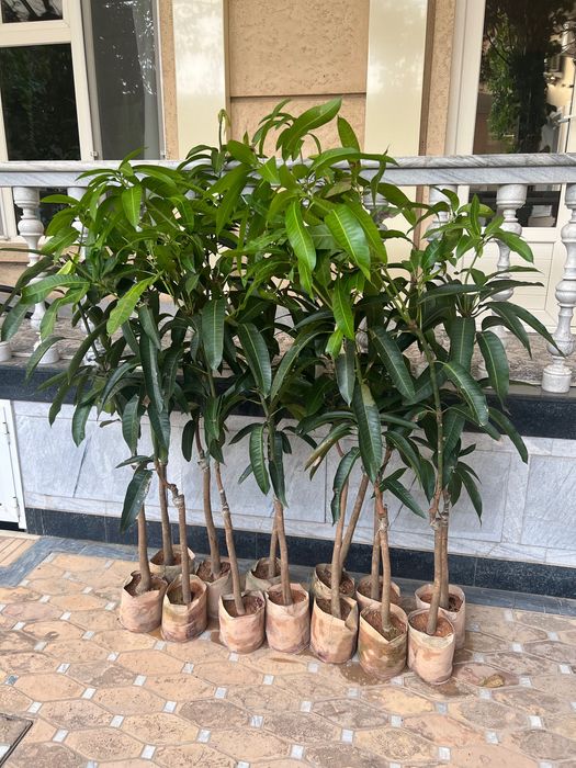 Привитые Саженцы Манго