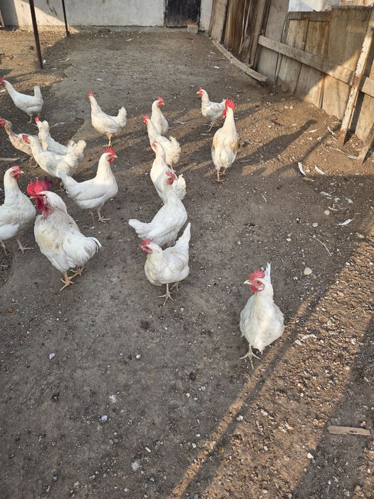 Сенди товуклари сотилади