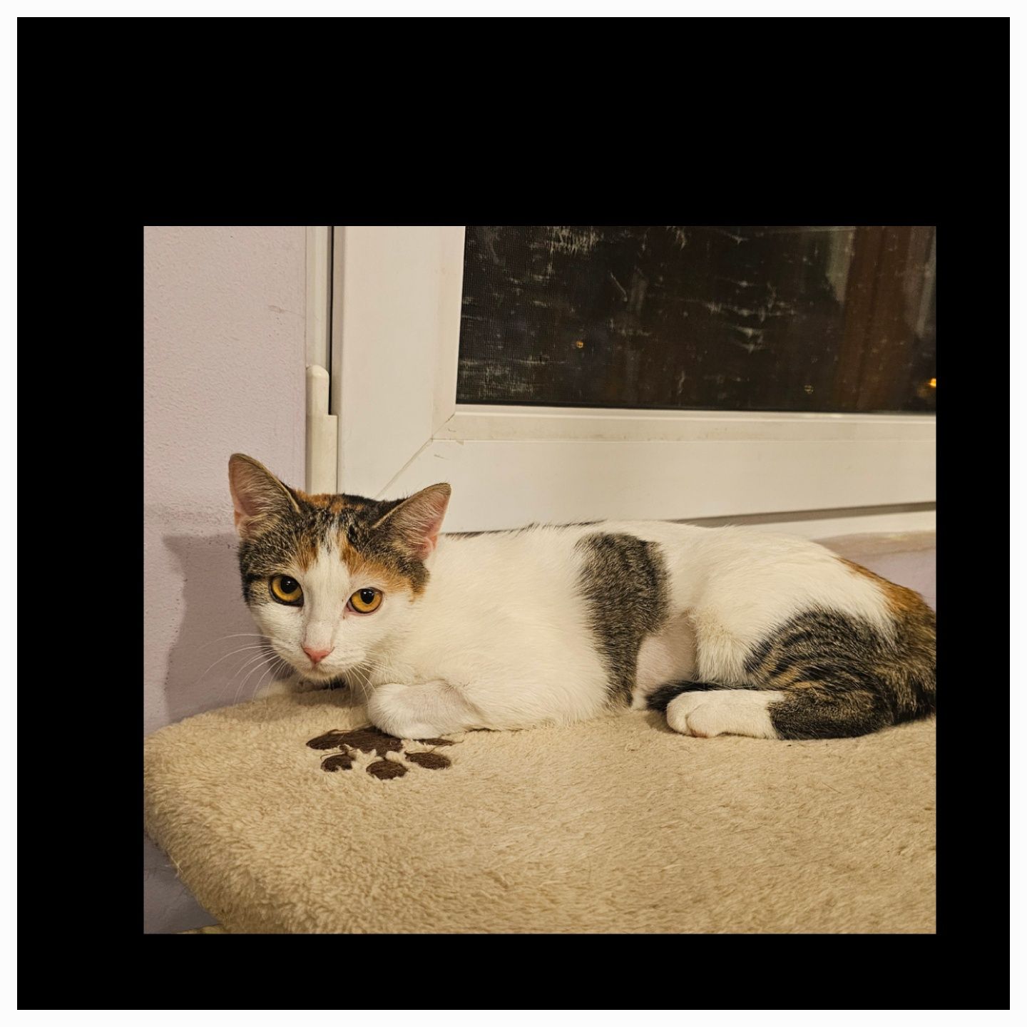 Adoptie pui pisica calico sterilizata Adelina Pestrița