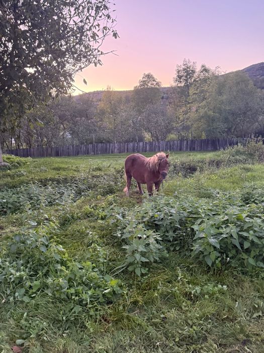 Vând ponei castrat de 5 ani