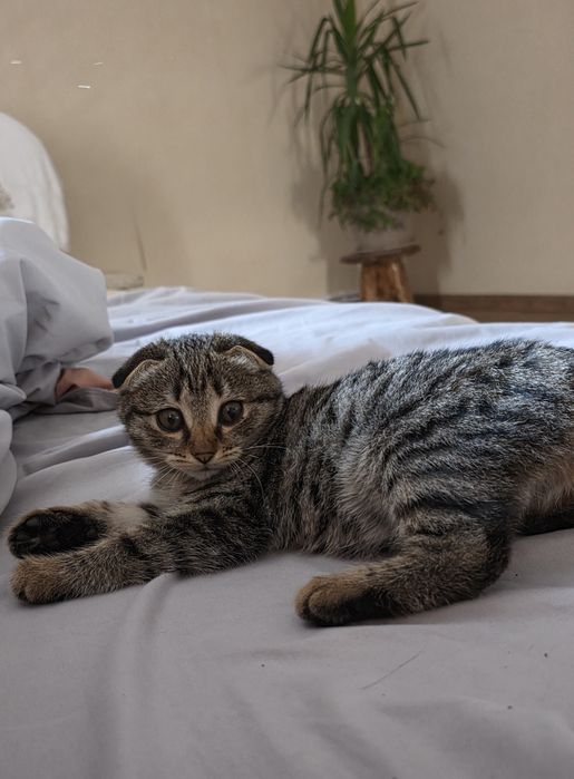 Отдам котёнка в хорошие руки