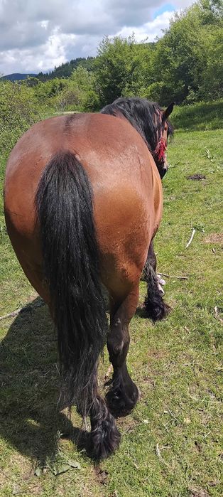 vnd iapă  8 ani sau skimb cu cai sau cu mașin