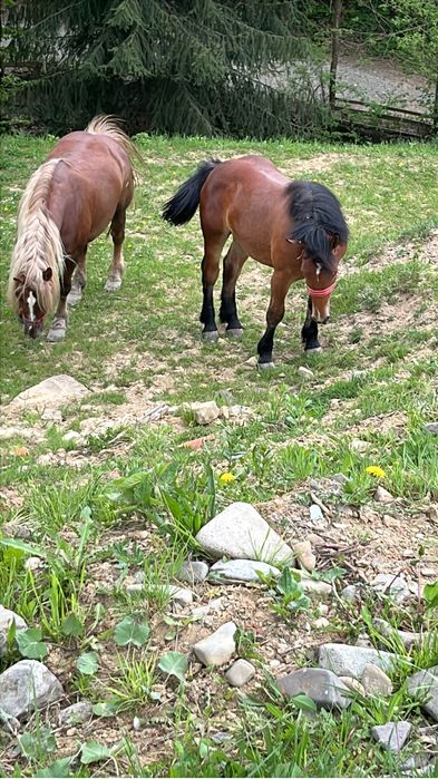Mânz de vânzare(frumos)