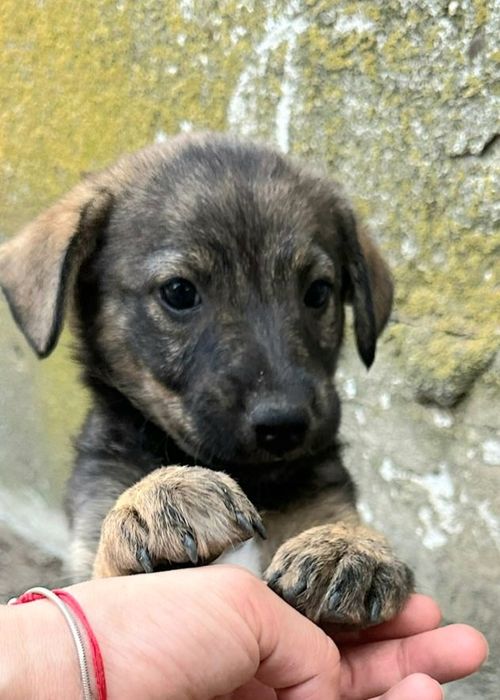 Se oferă spre adopție