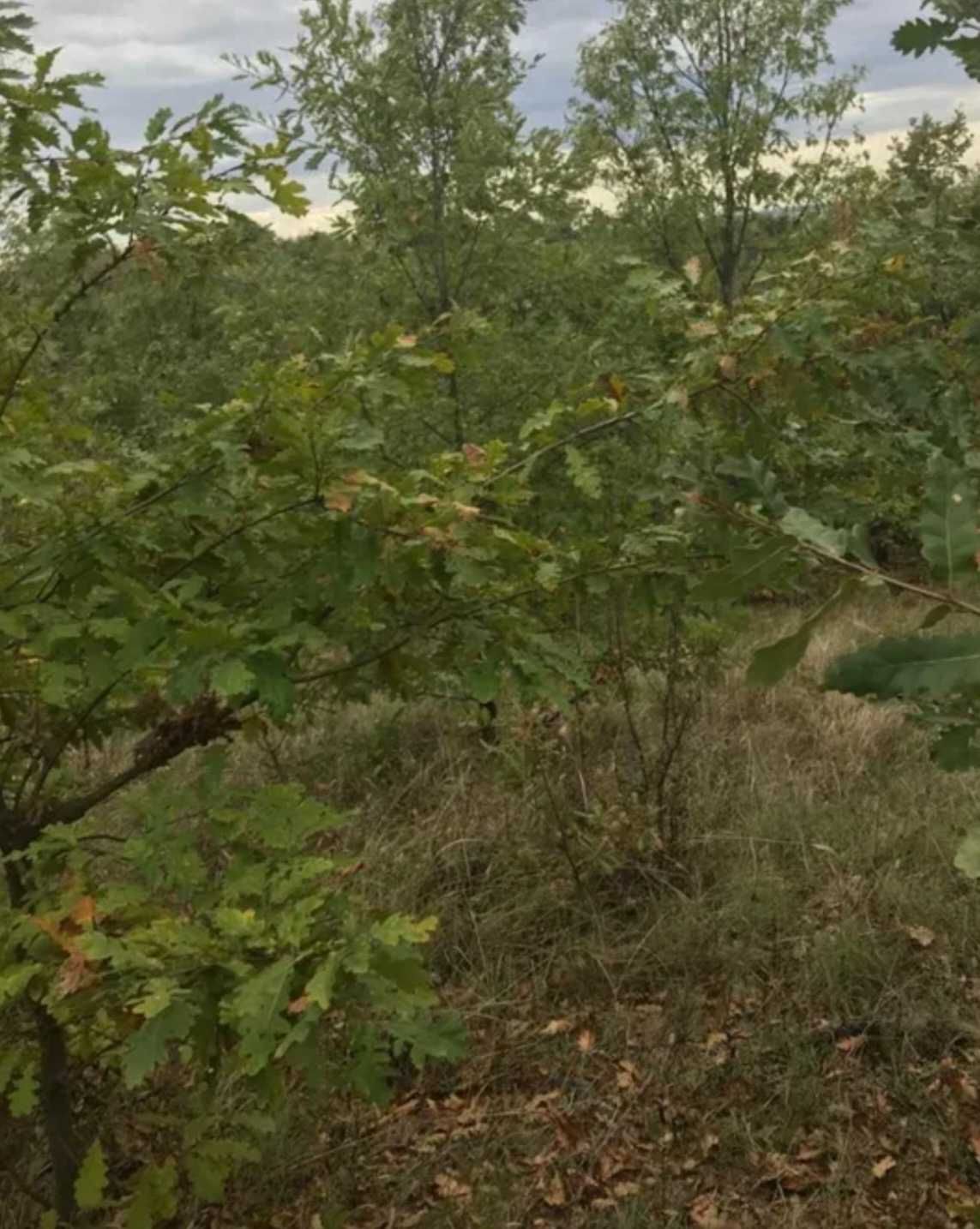 Teren lângă pădure Bocșa (Caraș-Severin)
