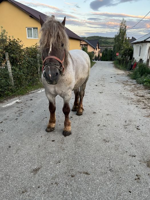 De vanzare armasar de 10 ani