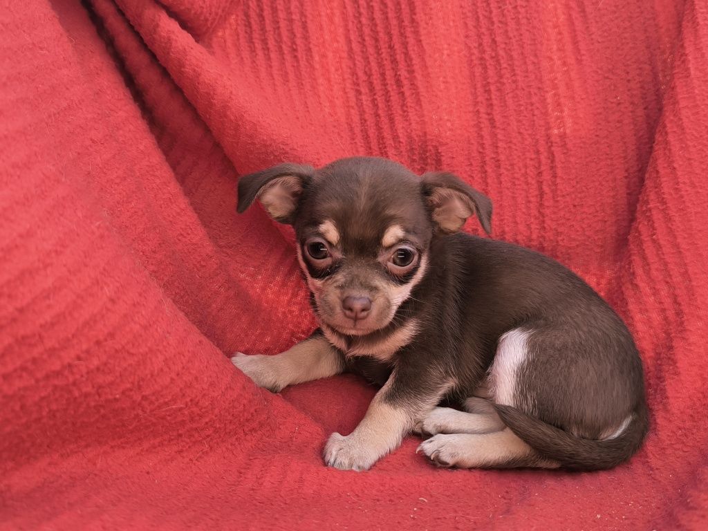 Vand fetita chihuahua mini ciocolatiu