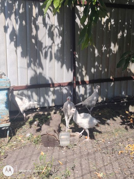 Vând fazan comun alb