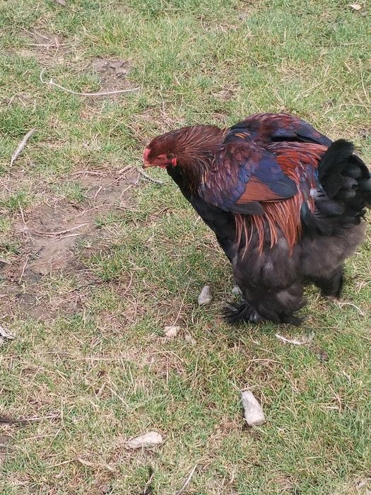 Vând cocoși tineri brahman
