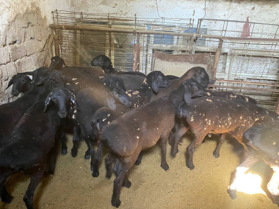 Qochqor va qoyla sotiladi