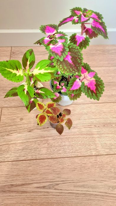 Колеус Сеткреазия Ктенанта