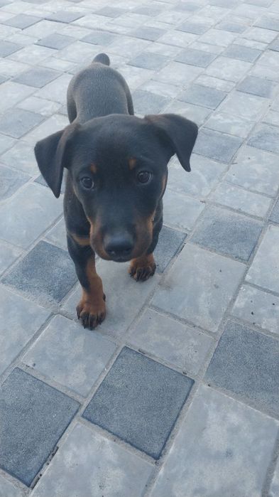 Щенок добермана двух месячный