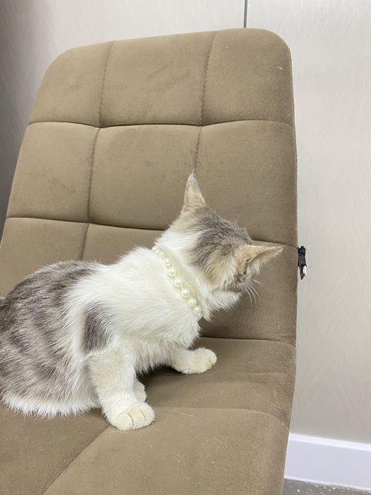 Котенок девочка