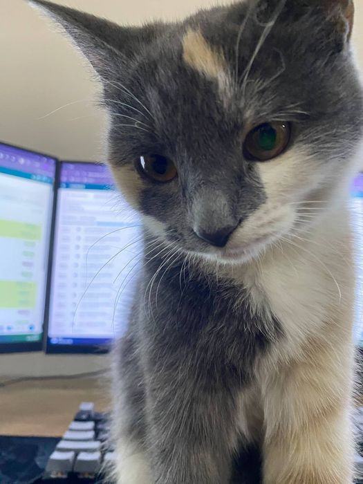 «Только в хорошие руки!  Наш котёнок ждёт своего заботливого хозяина.