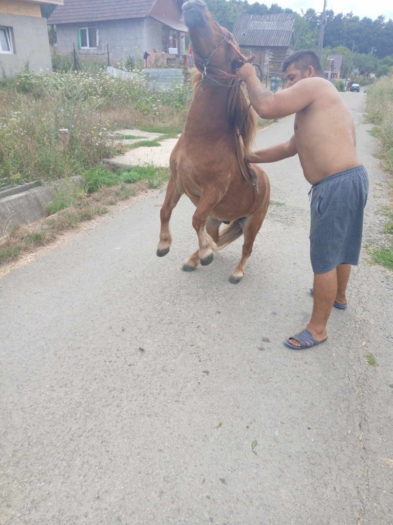 Vand ponei de 6 ani