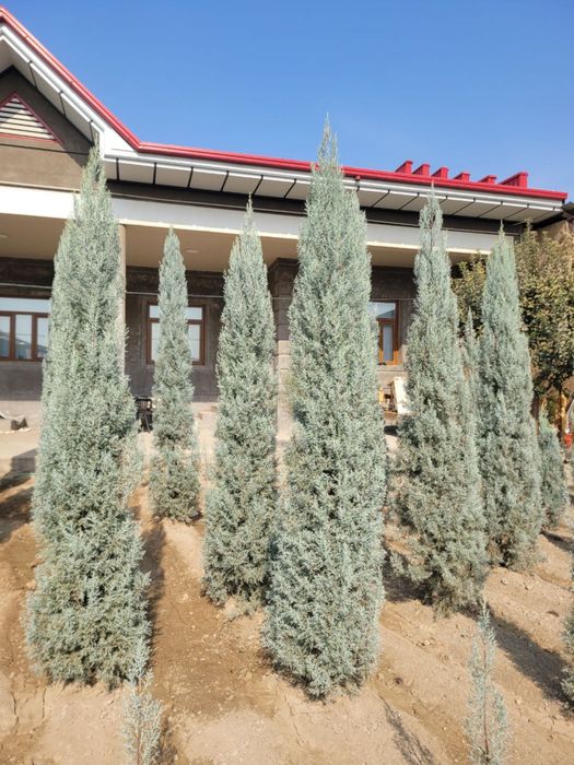 arizonski kiparis archa boyi 1.5 da 3.30 ga bor 50 $ dan boshlanadi