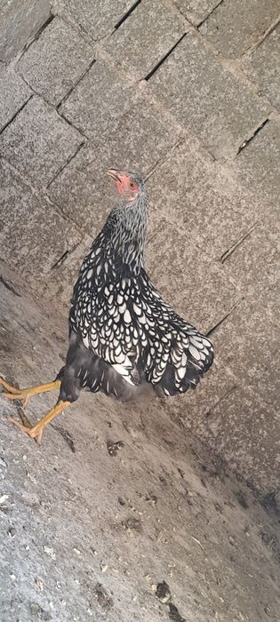 Puicuță wyandotte