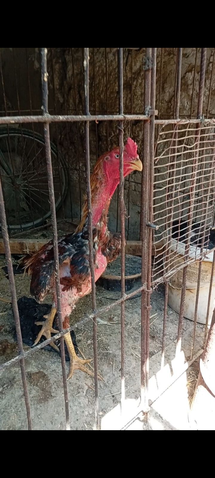 Dakan horoz jojalari sotiladi