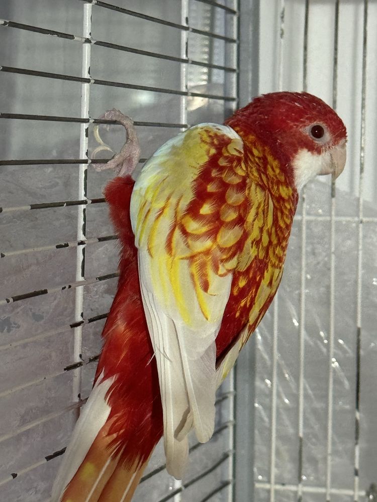 Papagal Micul Alexandru si Rosella