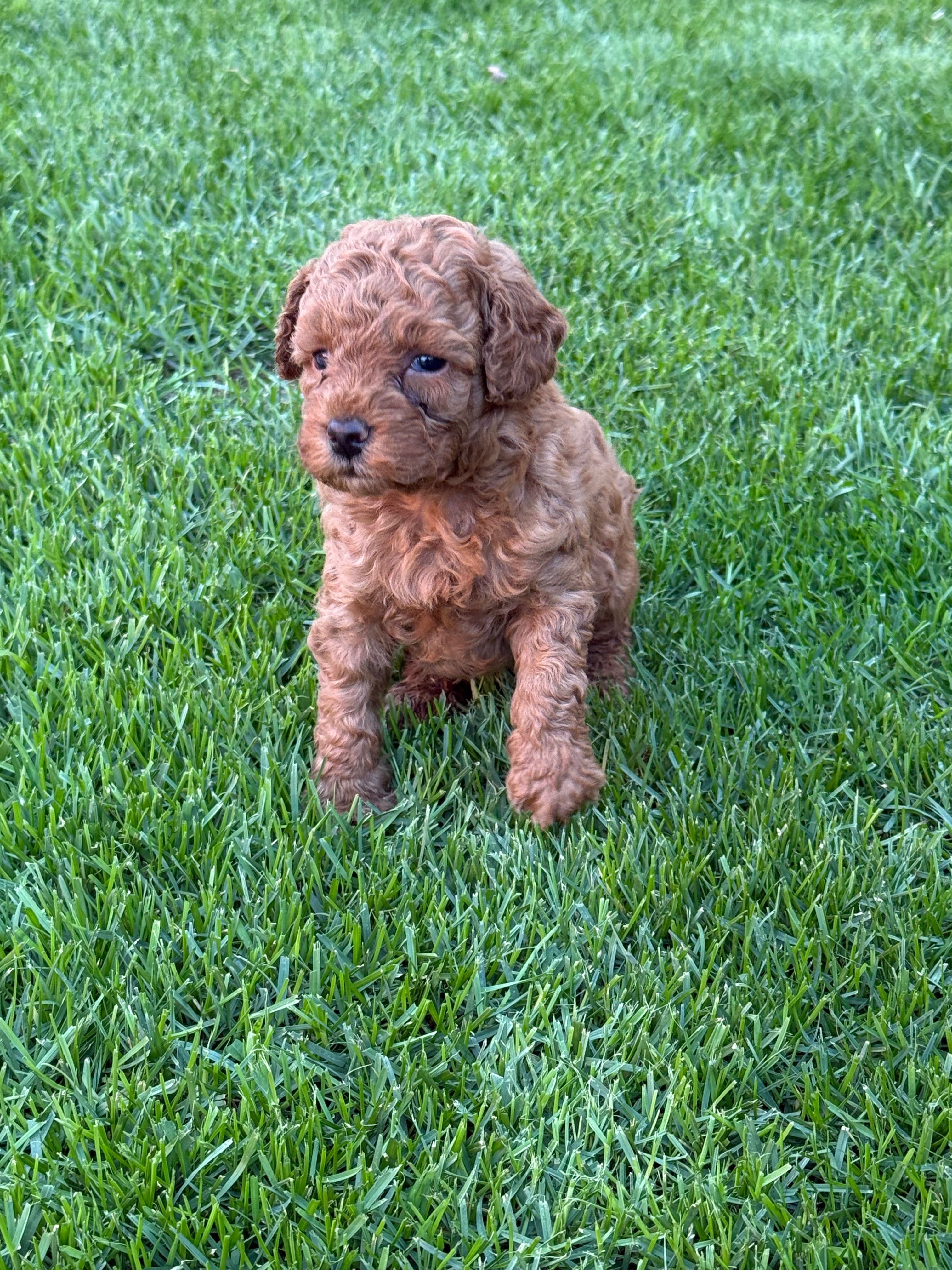 Мъжко мини Той Пуделче/ Toy Poodle