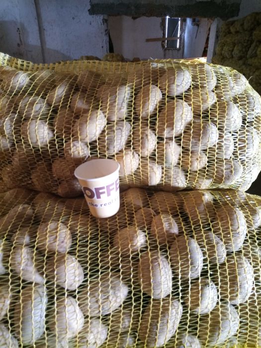 Картофи сорт Сорая