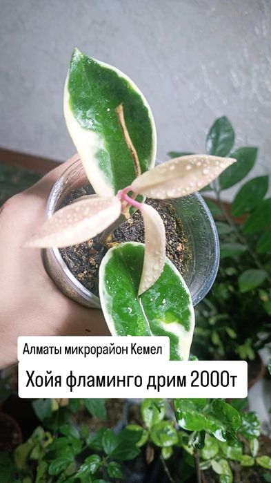 Комнатные растения