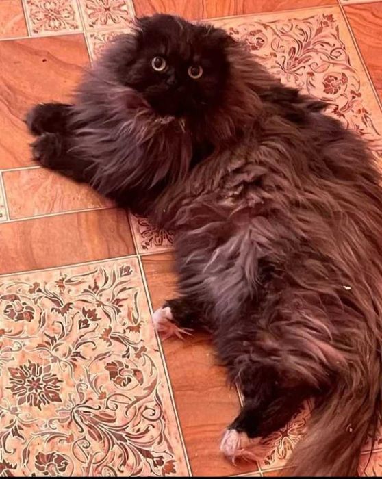 Отдам кошку в добрые руки