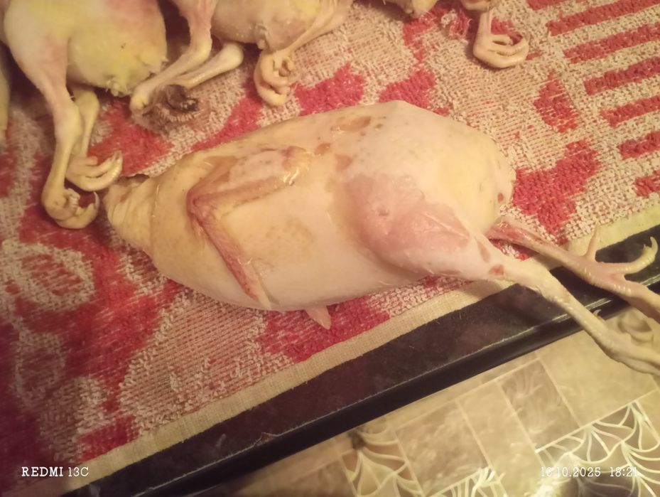 Продам мясо перепелов