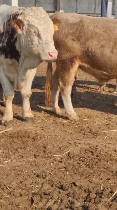 Бука сотилади, зотдор