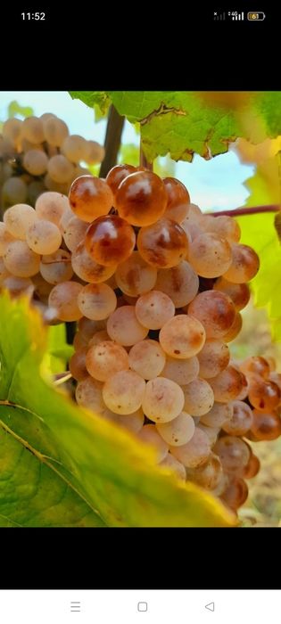 Vând Struguri pentru vin