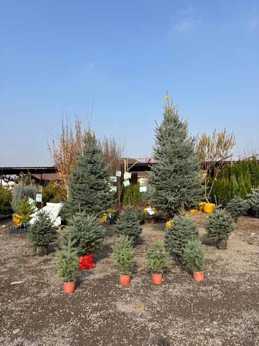 Ель Голубая высота от 1 до 4метра высокого качества ЗВОНИТЕ