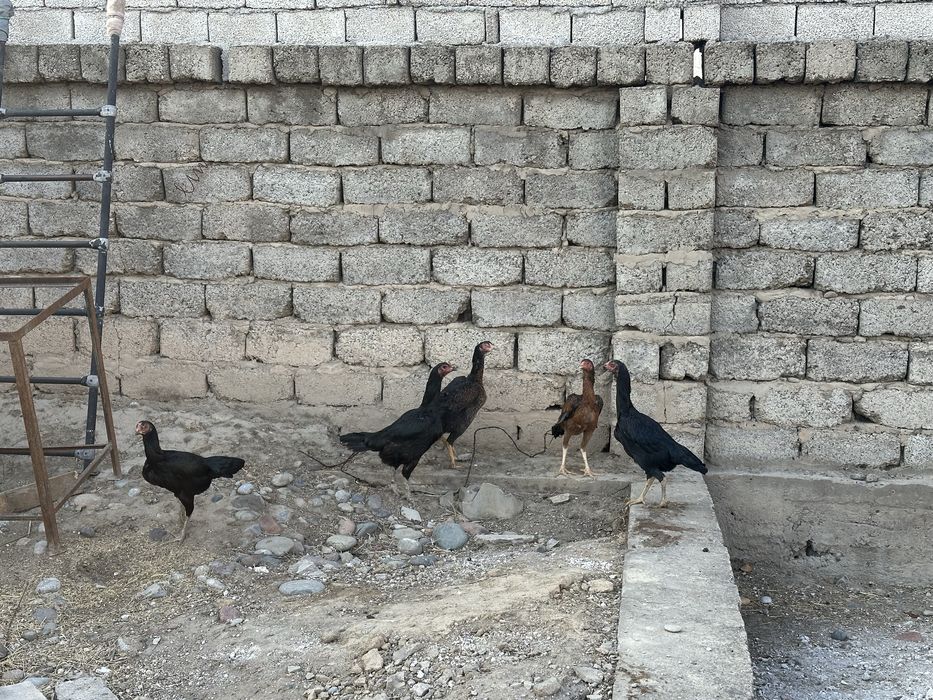 Dakan tovuqlar sotiladi