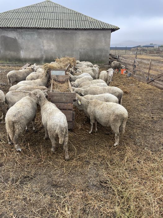 Vand oi reforme ideale pentru pasteama